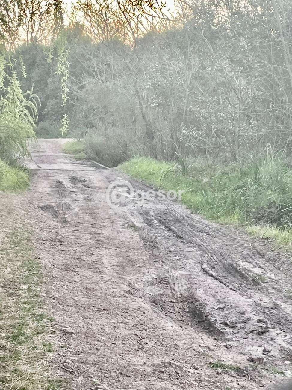 Image5